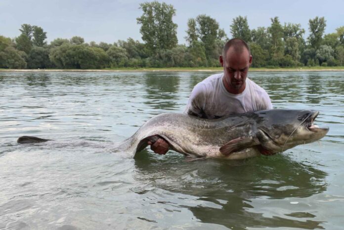 2,40 m lang ist der Rhein-Waller, den Attila Arendt mit leichtem Gerät in einem Buhnenfeld bezwingen konnte.