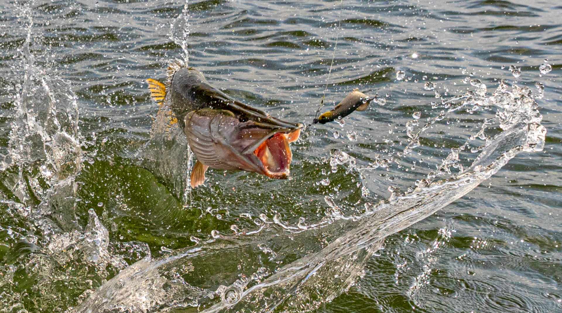 Die 10 Gebote für Hechtangler Die 10 Gebote für Hechtangler