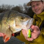 Fangen Zikaden das ganze Jahr?