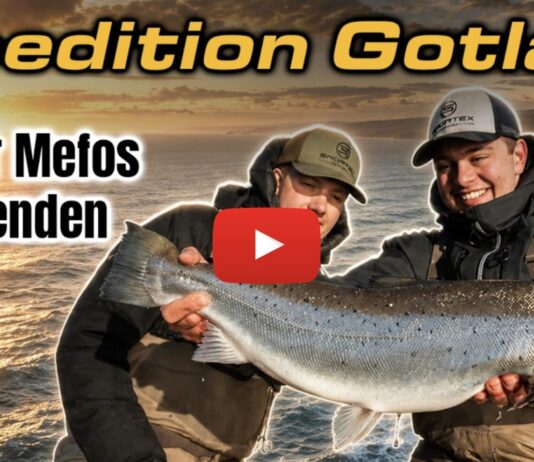 Neues Sportex-Video: Monster-Meerforellen-Eskalation auf Gotland!