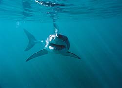 Bild: Sharkproject